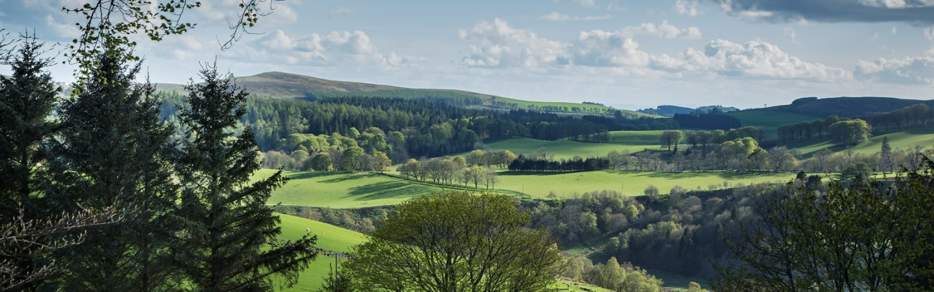 Image of the Angus countryside